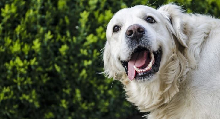 Happy Dog