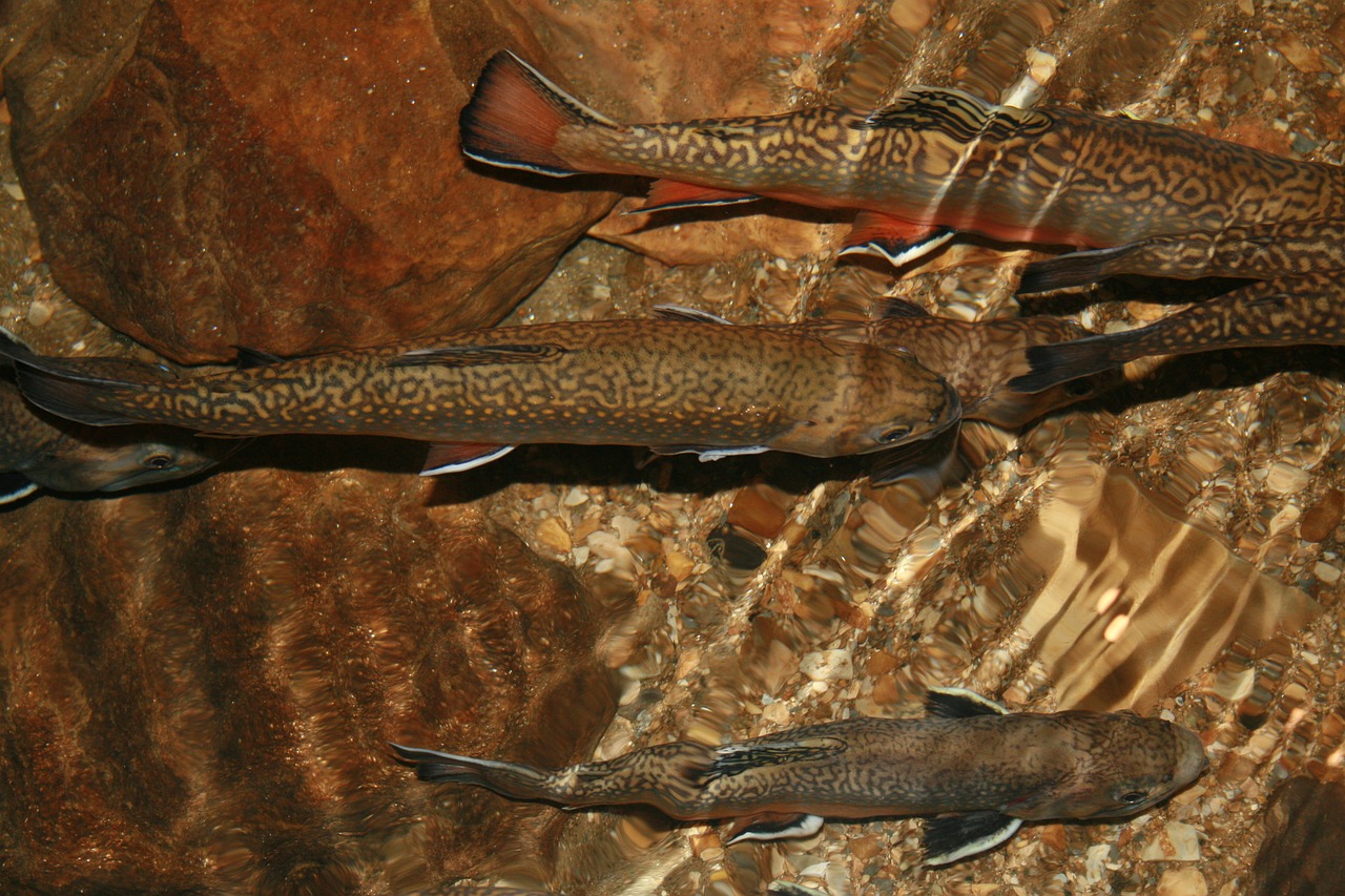Trout