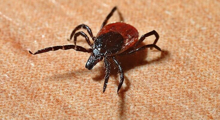 Ticks