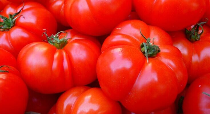 Terrific Tomatoes