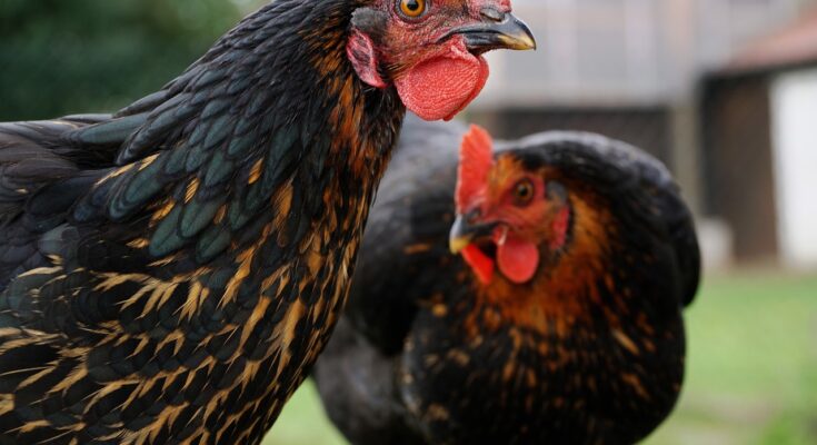 Chicken