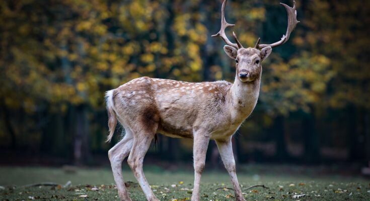 Deer