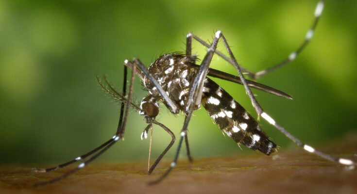 Mosquitoes