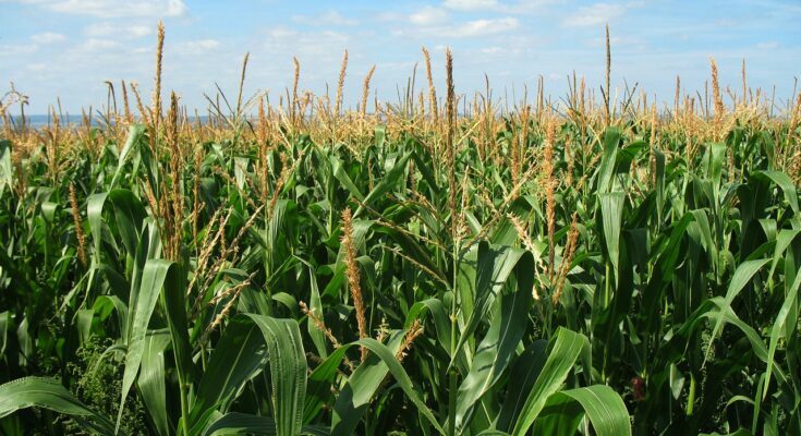Corn