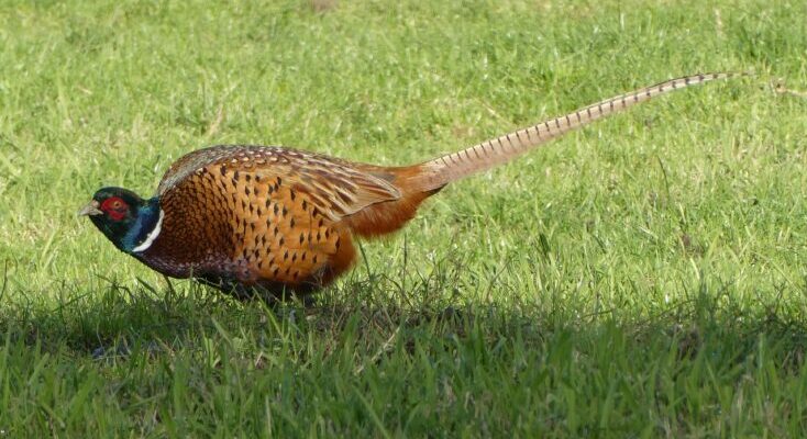 Wild Pheasant