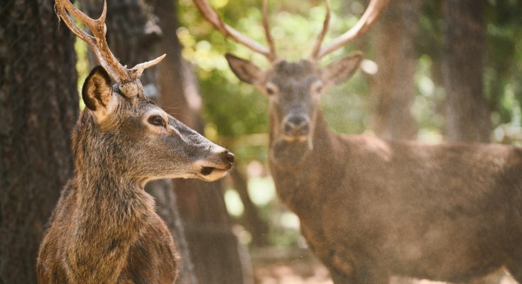 Deer