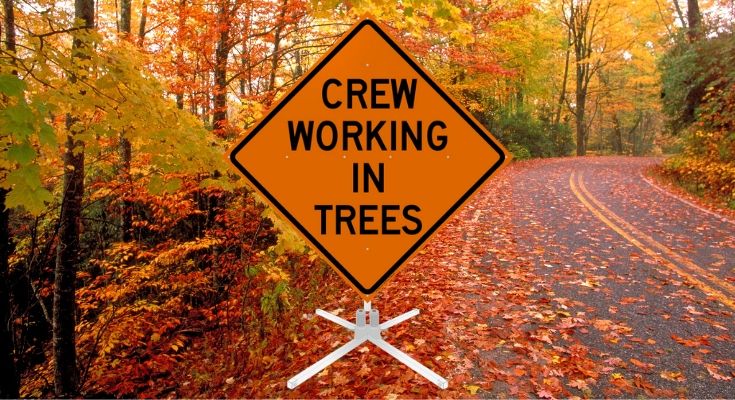 tree trimming operation