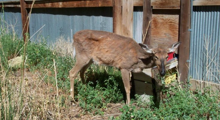 Department of Agriculture - Chronic Wasting Disease