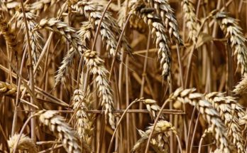 wheat