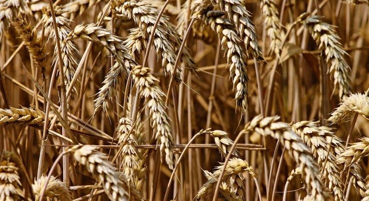 wheat