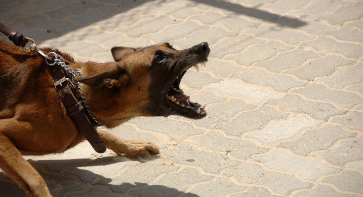 Aggressive dog