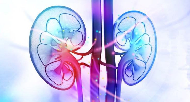 kidney health