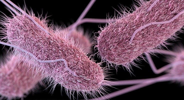 CDC Issues Salmonella Investigation Notice