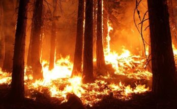 Wildfire