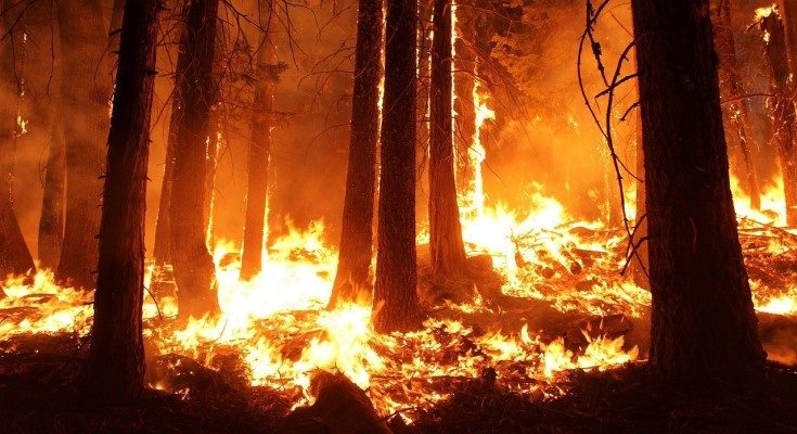 Wildfire