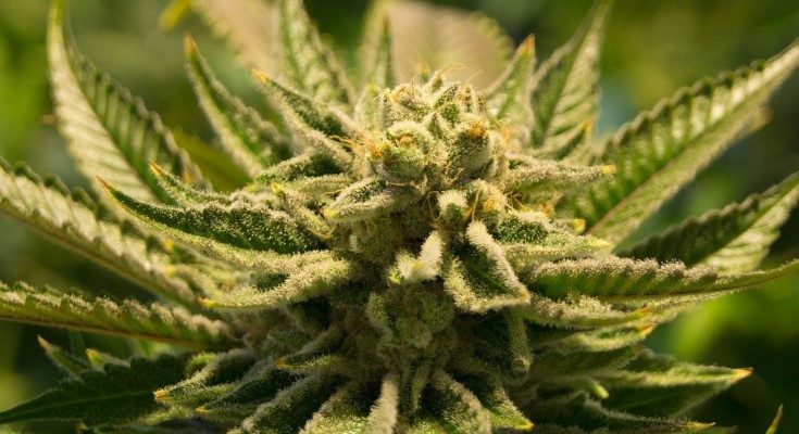 Cannabis