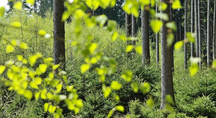 Forest