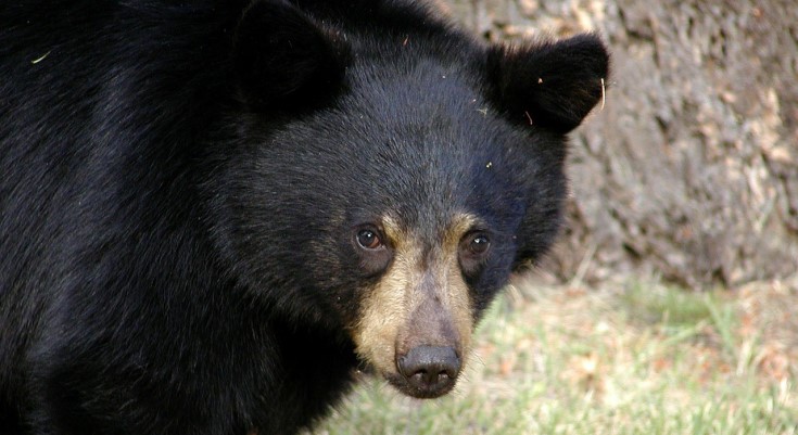 Black Bear