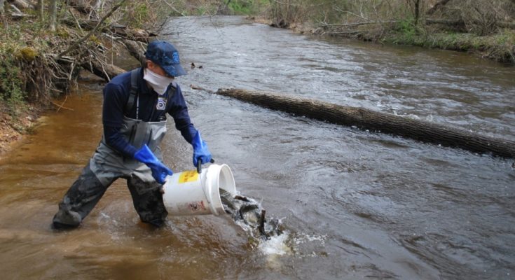 Trout Stocking