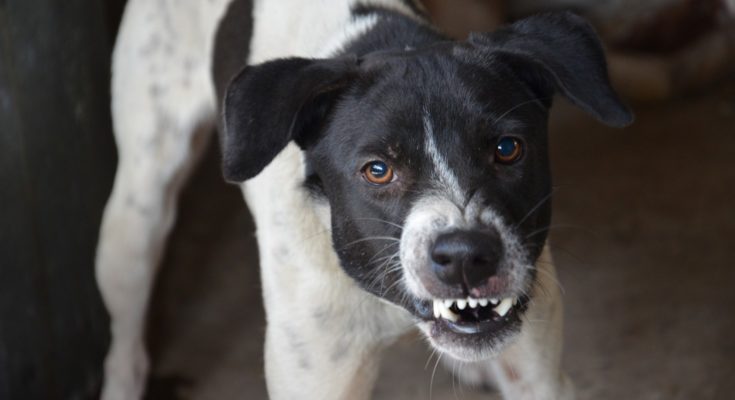 Aggressive dog