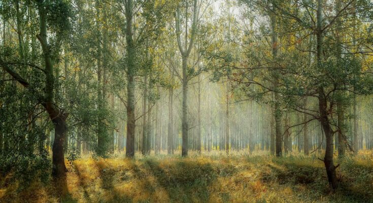 Forest trees