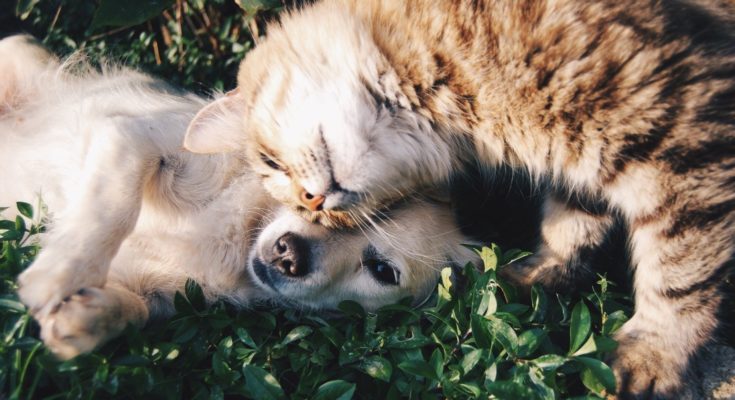 Pets