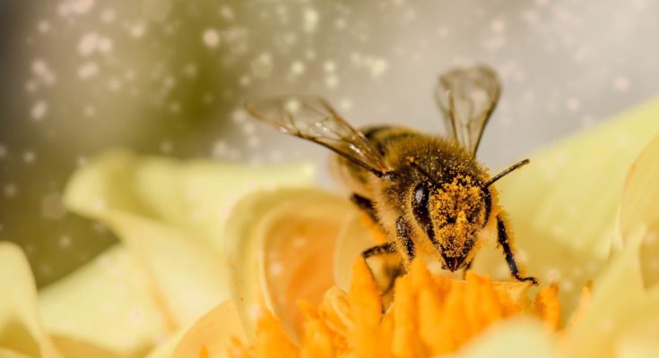 Pollinators