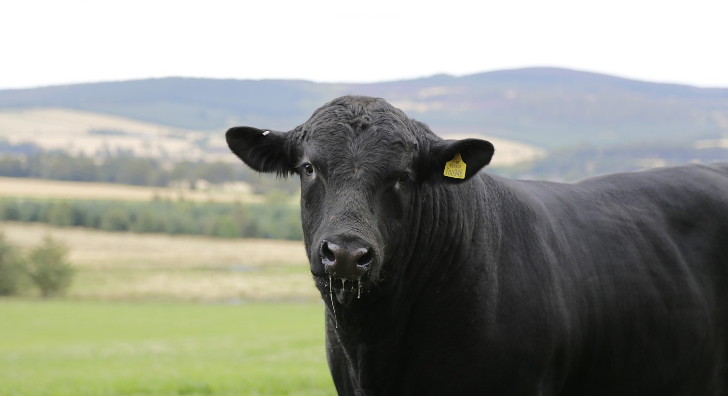 Angus bull
