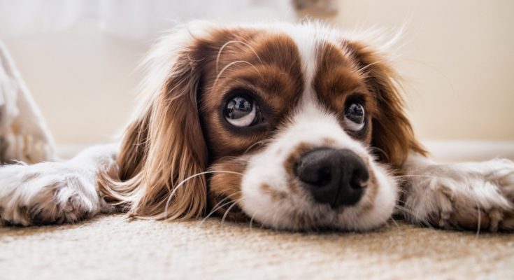 Puppy