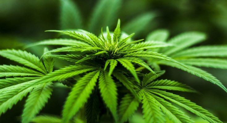 Marijuana