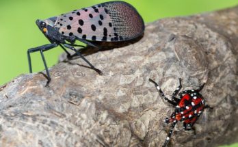 Spotted Lanternfly