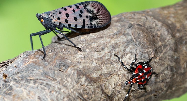 Spotted Lanternfly