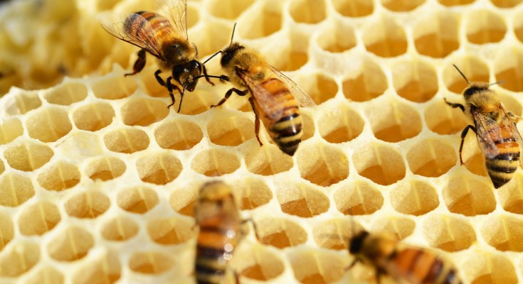 Honey bees