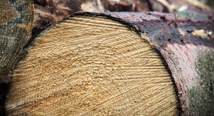 Timber