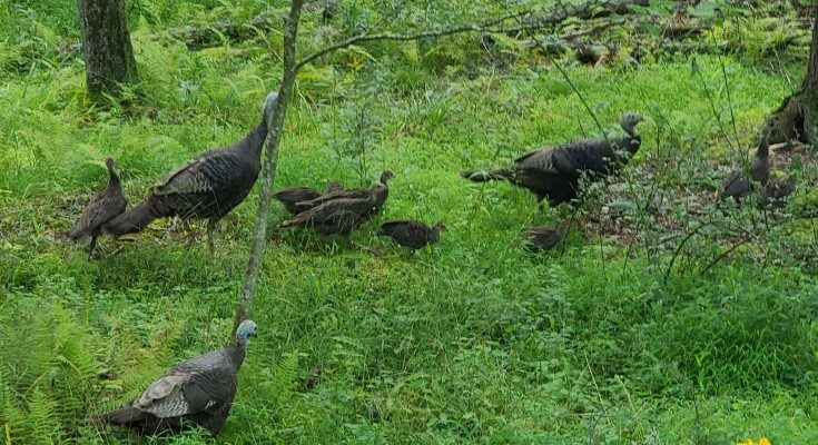 Wild turkey