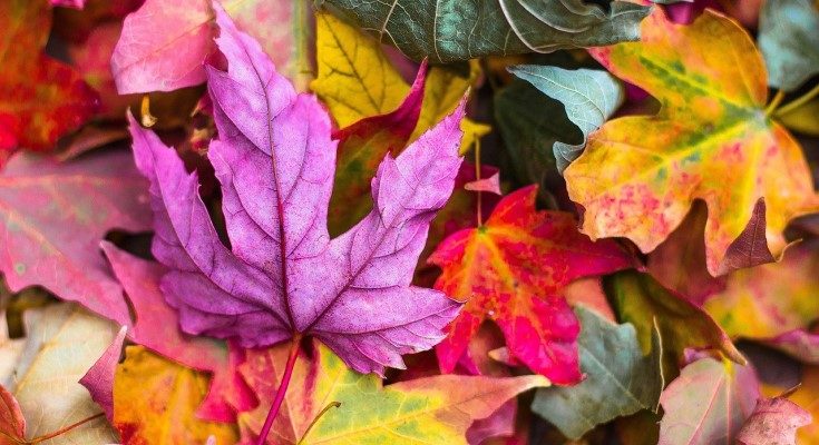 Fall Foliage