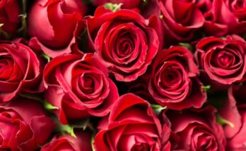 Roses