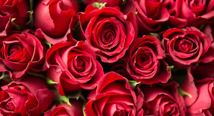 Roses