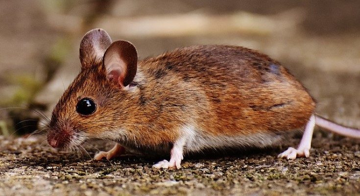 Mouse