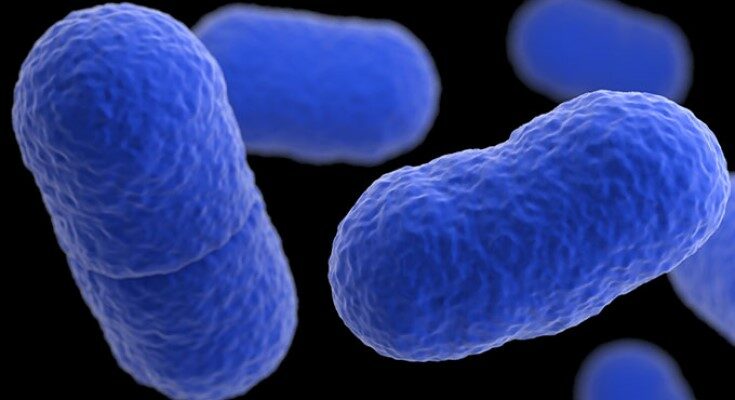Listeria