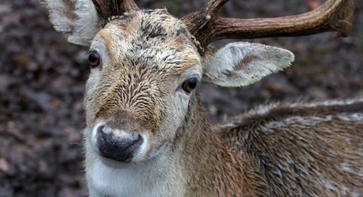 Deer