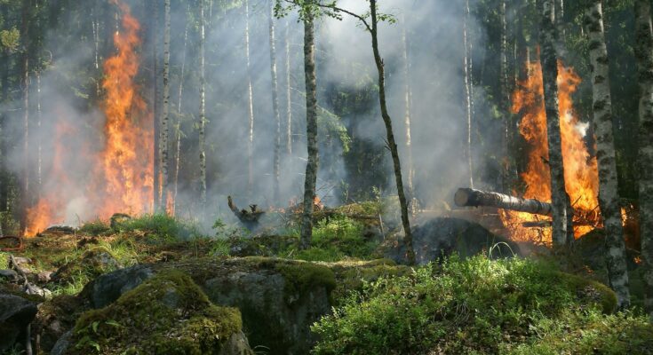 Forest on fire