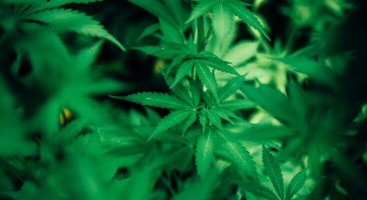 Cannabis plant
