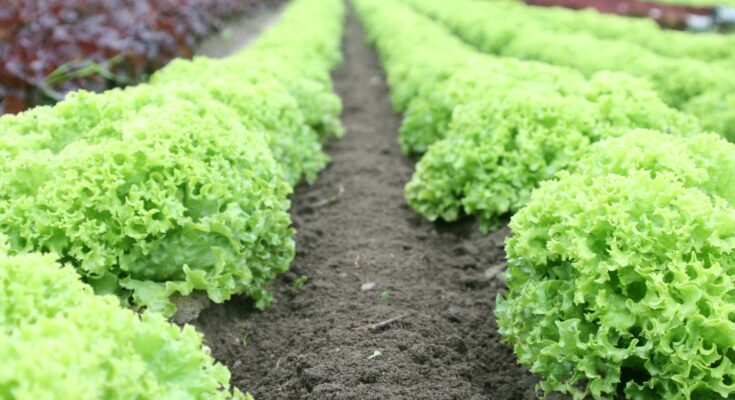 Farming