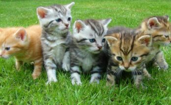 Kittens