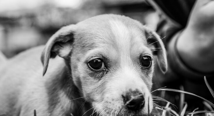 Melancholic puppy