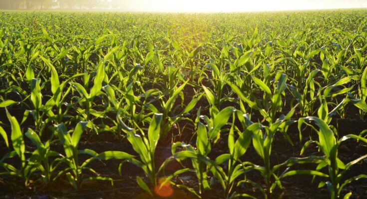 Corn field