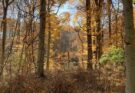Pennsbury Commits $6.75 Million to Preserve 98 Acres