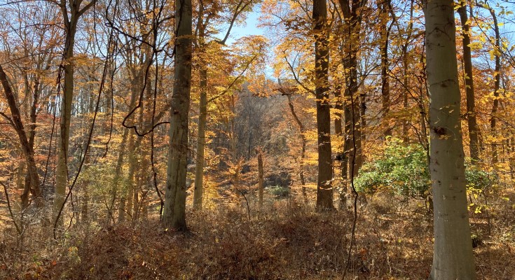Pennsbury Township Park Project