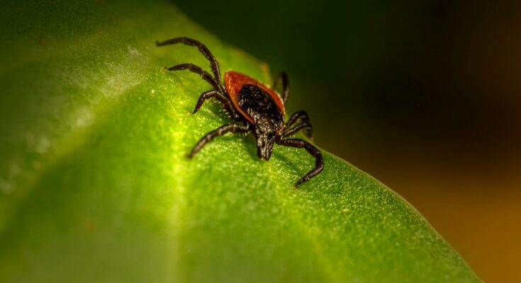 Tick on the leaf